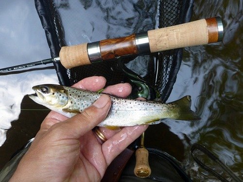 Small brown trout caught with RZ39LL