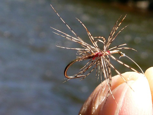 Red Disheveled fly - partridge hackle and red thread haphazardly tied. Very ugly.