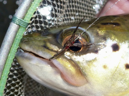 Brown Trout caught with the Red Disheveled fly (showing in its mouth)