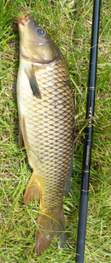 Carp on grass alongside Nissin carp rod