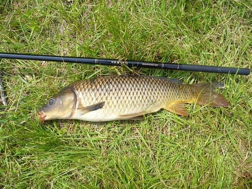 Carp alonside Nissin Red Dragon Carp Rod