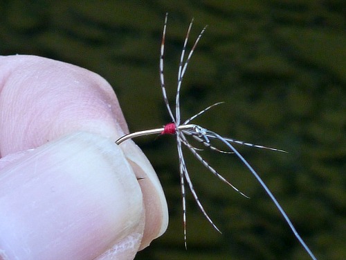 Angler holding a fly with a very short red body and very sparse hackle.