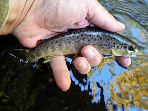 Angler holding small brown trout