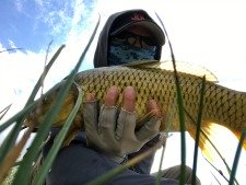 Angler holding small carp