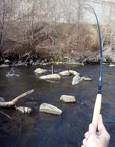 Angler holding Royal Stage Tenkara rod                                                                        bent by a fish on the line