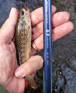 Very small brown trout with rod