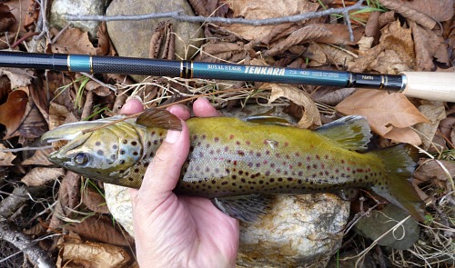 Angler holding brown trout alongside Royal Stage Tenkara rod
