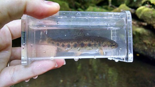 Very small rainbow trout in a Micro Photo Box