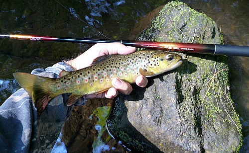 Angler holding mall brown trout and Daiwa Sagiri