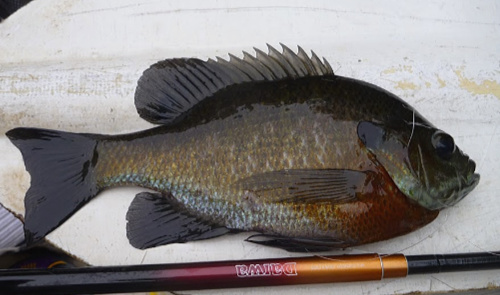 Bluegill with Daiwa Sagiri laying on a canoe paddle