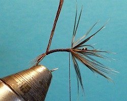 Hook in vise, hackle finished, starting to wrap pheasant tail.