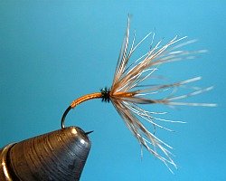 Variation on same fly. Same body but different hackle.