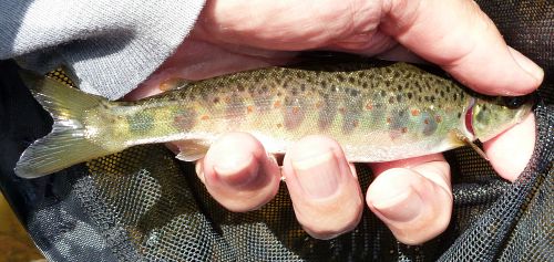 Salmon Parr (deeply forked tail)