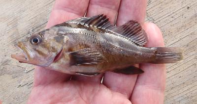 Juvenile rockfish, unknown species