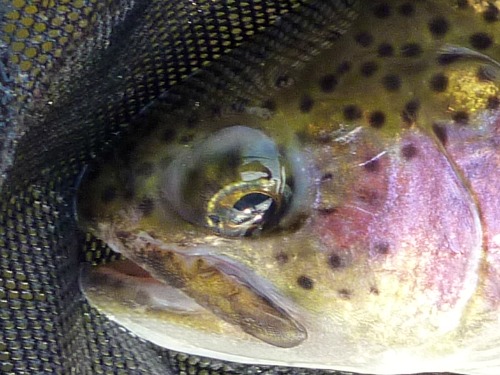 Same fish caught twice. Photo of first catch.