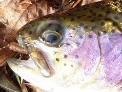 Close-up photo of fish, second catch