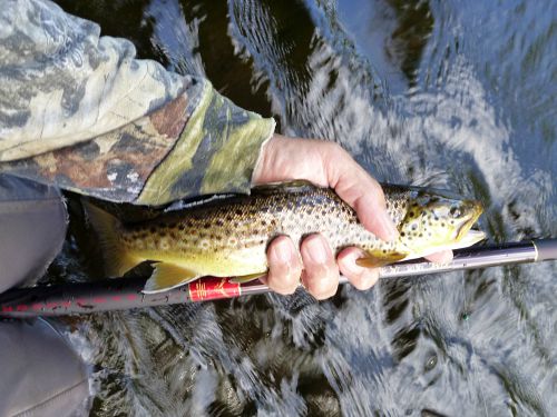 Brown trout and Suntech Keiryu Sawanobori