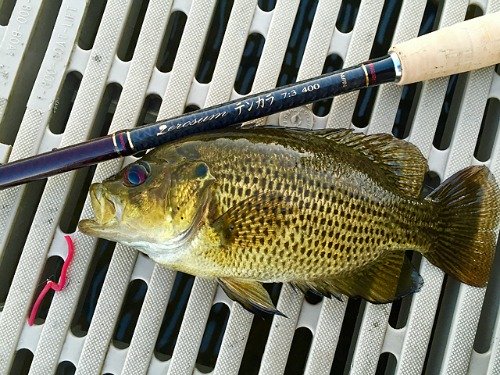 Nissin Zerosum 7:3 400 and rock bass