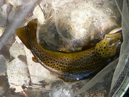 Very nice brown trout in the net