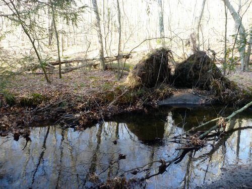 Slide: Photo of pool in small stream, well protected by low branches.