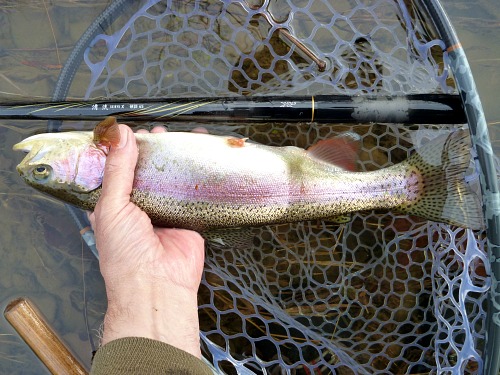 Angler holding rainbow trout with net and Seiryu X rod in background