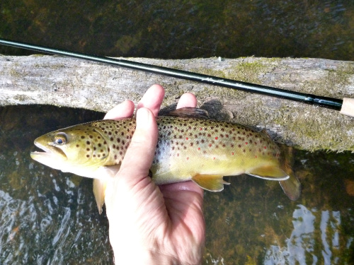 Angler holding brown trout alongside Shimano rod