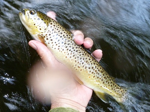 Brown trout with bead head Killer Bugger in its mouth