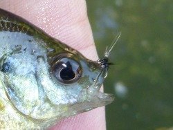 Small bluegill caught with size 26 fly