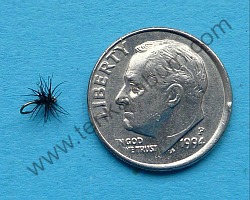 Stewart Black Spider tied on a Daiichi 1100 size 26, with dime for scale
