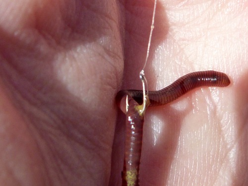 How I hook worms. Once crosswise with a very small hook