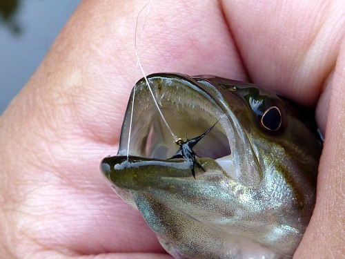 Angler holding very small smallmouth bass that hit a size 32 Stewart Black Spider