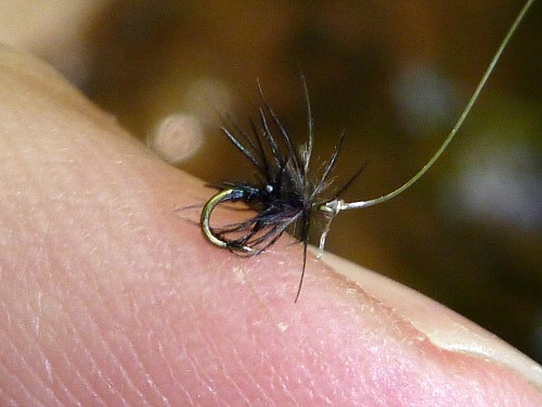 Stewart Black Spider tied on Tiemco size 32 hook