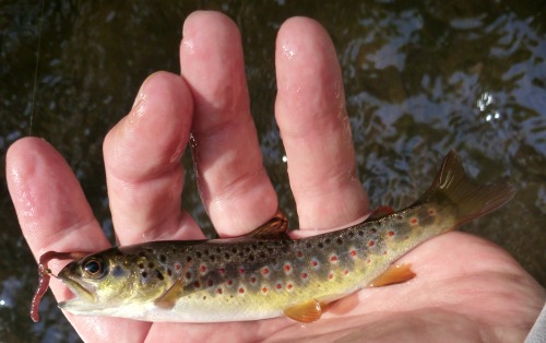 Small trout caught with a small worm.