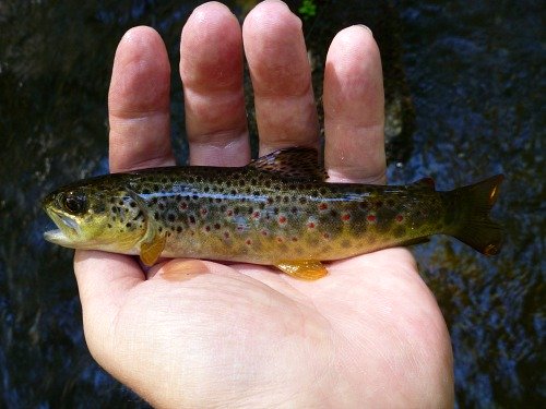 Angler holding small brown trout