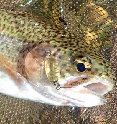 Rainbow trout in the net, home-made spoon in its mouth