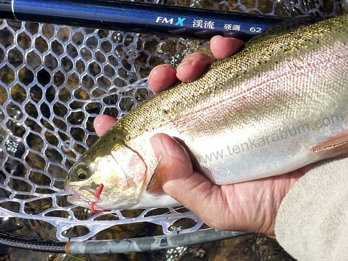 Angler holding large rainbow trout caught with a Squirmie Wormie