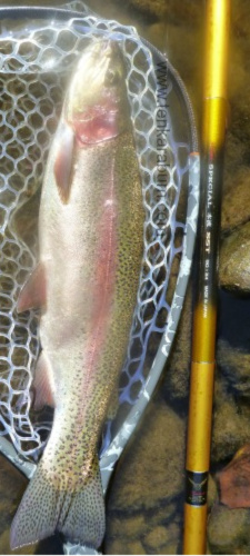 Twenty inch rainbow trout alongside Suntech SST salmon rod