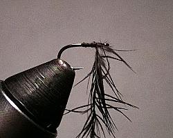 Wrap the starling feather around the tying thread (shown hanging straight down from the hook shank)