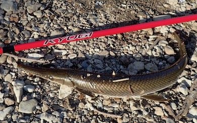Shortnose Gar