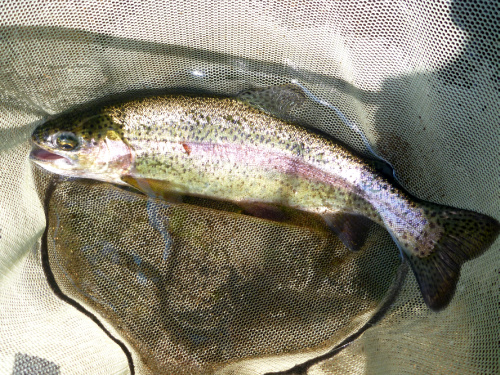 10 inch rainbow trout in a net
