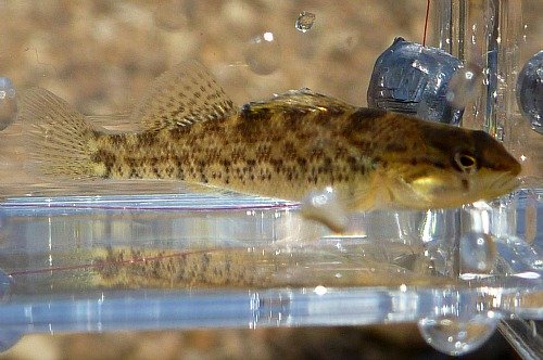 Strawberry Darter in Micro Photo Tank