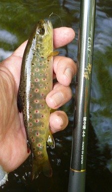 Small trout caught with Suntech GM Suikei Keiryu Special rod.
