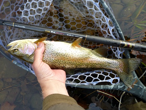 Angler holding rainbow trout in net at water's surface.