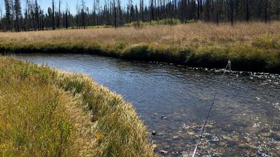 Valley Creek - Lure Fishing