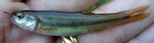 Angler holding Creek Chub