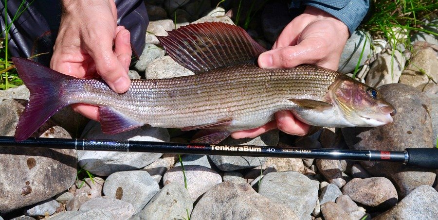 Angler holding grayling alongside TenkaraBum 40