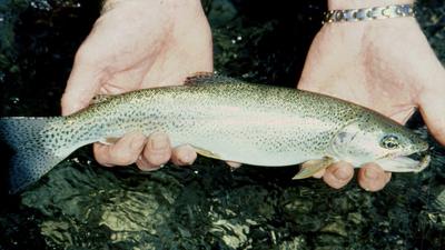Mountain Stream Rainbow Trout in Hand
