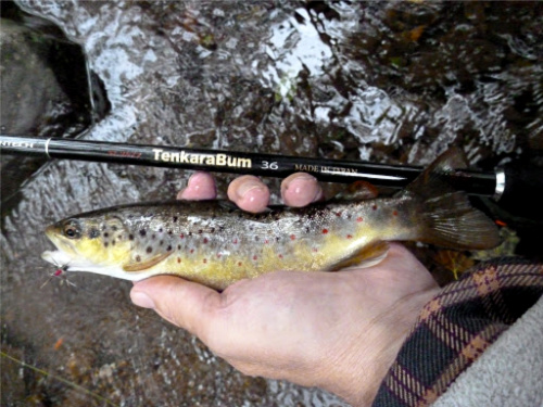 TenkaraBum 36 with small brown trout TenkaraBum 36 with small brown trout