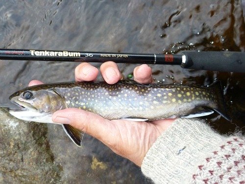 Angler holding brook trout and TenkaraBum 36 tenkara rod.