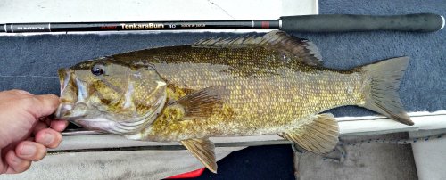 Smallmouth bass alongside TenkaraBum 40